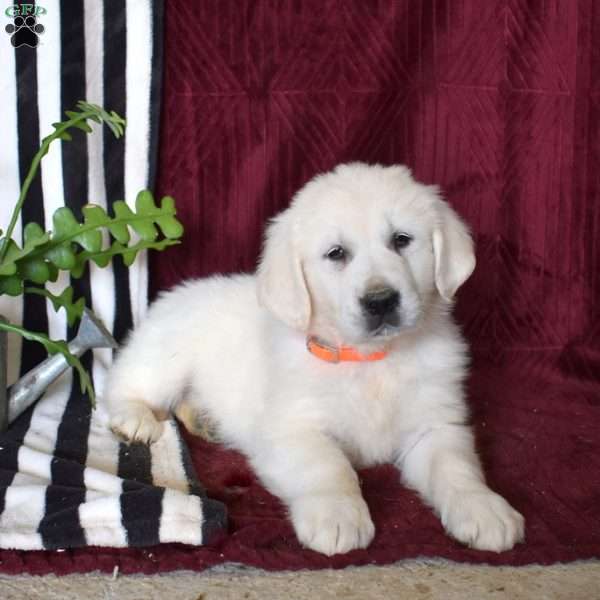 Biscuit, English Cream Golden Retriever Puppy