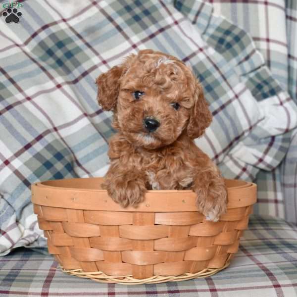 Biscuit, Mini Goldendoodle Puppy