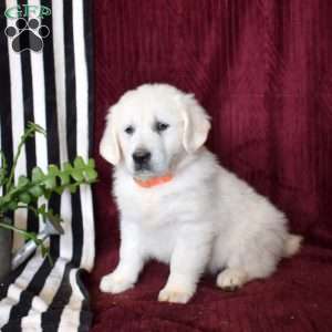 Biscuit, English Cream Golden Retriever Puppy