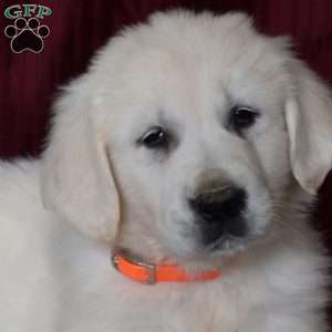 Biscuit, English Cream Golden Retriever Puppy