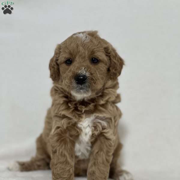 Biscuit, Mini Goldendoodle Puppy