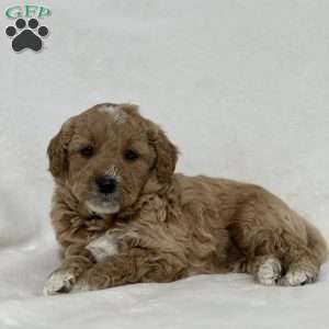 Biscuit, Mini Goldendoodle Puppy
