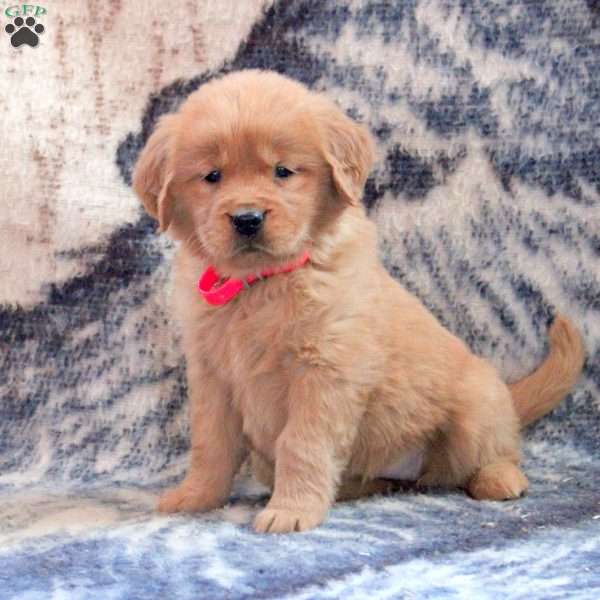 Blair, Golden Retriever Puppy