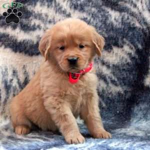 Blair, Golden Retriever Puppy