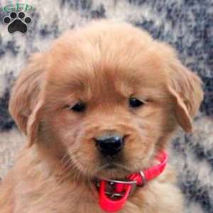 Blair, Golden Retriever Puppy