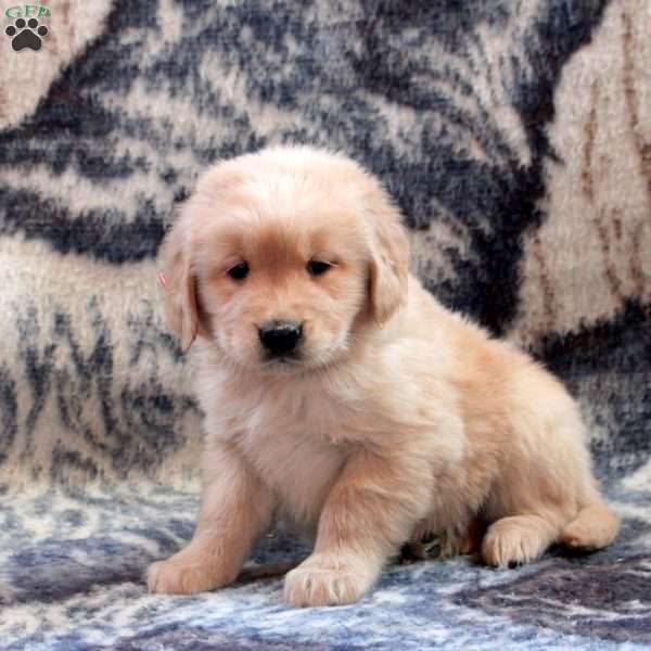 Blake, Golden Retriever Puppy