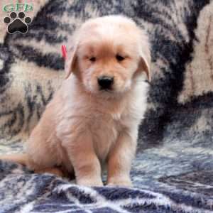 Blake, Golden Retriever Puppy