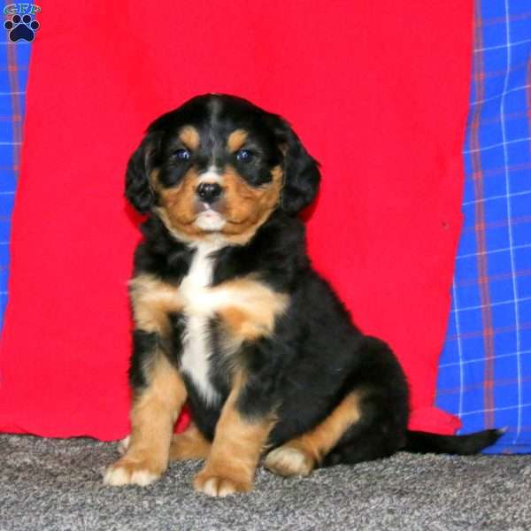 Blake, Miniature Bernese Mountain Dog Puppy