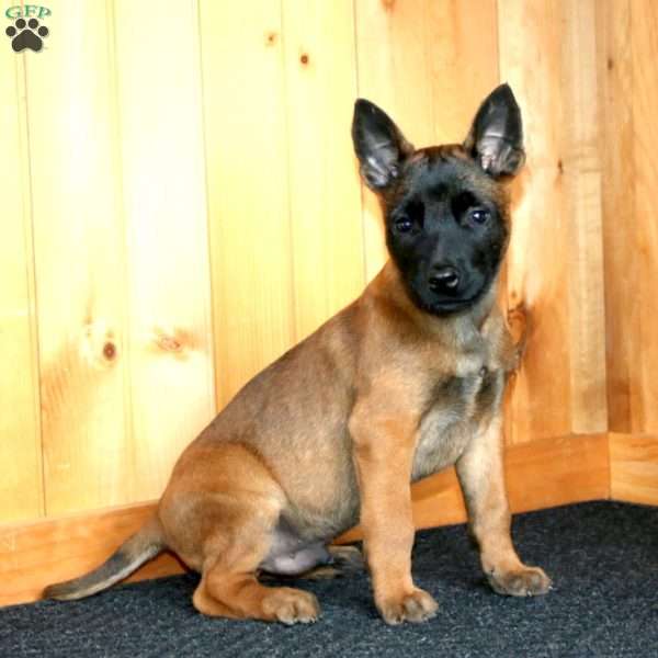 Blake, Belgian Malinois Puppy