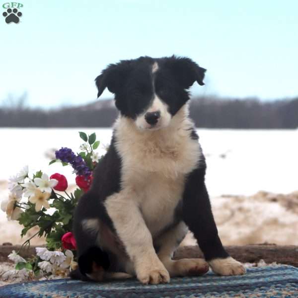 Blake, Border Collie Mix Puppy