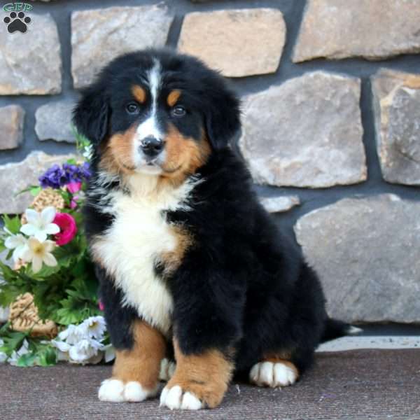 Blake, Bernese Mountain Dog Puppy