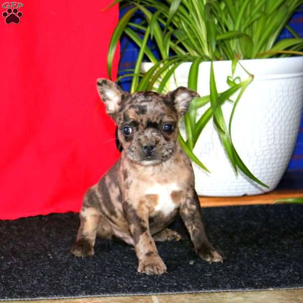 Blake, French Bulldog Mix Puppy