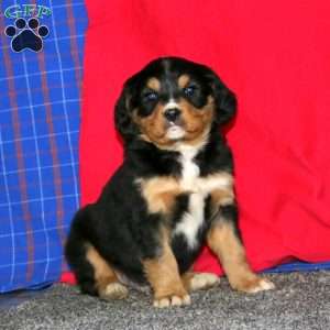 Blake, Miniature Bernese Mountain Dog Puppy