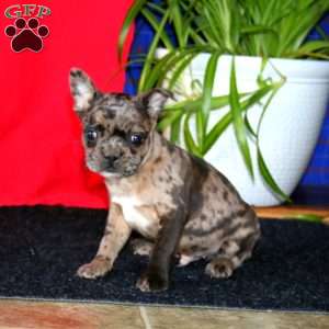 Blake, French Bulldog Mix Puppy