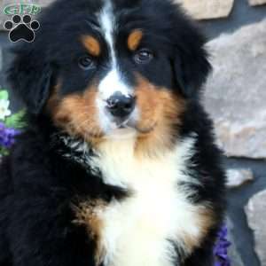 Blake, Bernese Mountain Dog Puppy