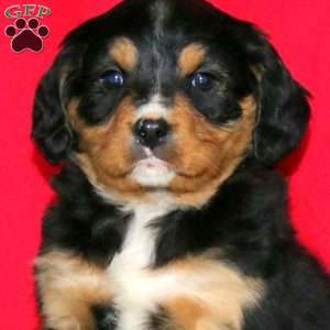 Blake, Miniature Bernese Mountain Dog Puppy