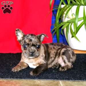 Blake, French Bulldog Mix Puppy