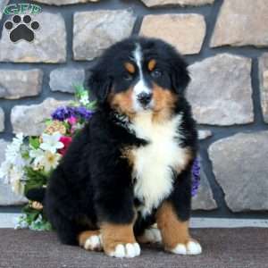 Blake, Bernese Mountain Dog Puppy