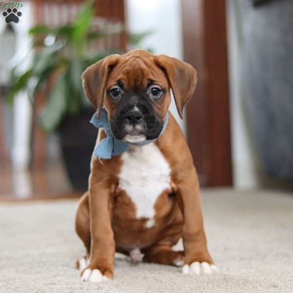 Blake, Boxer Puppy