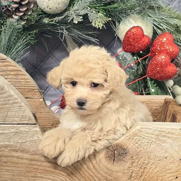 Blakely, Bich-Poo Puppy