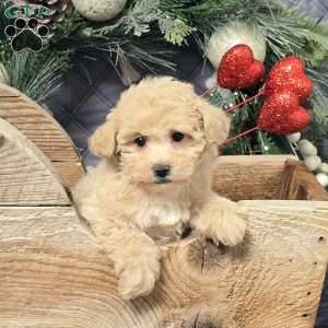 Blakely, Bich-Poo Puppy