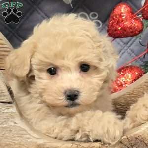 Blakely, Bich-Poo Puppy