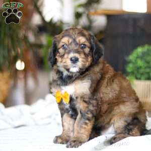 Blarney, Bernedoodle Puppy