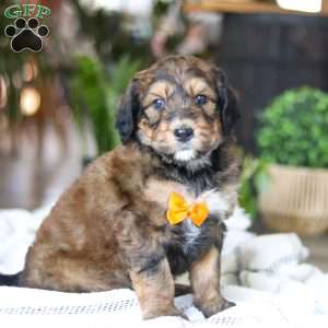 Blarney, Bernedoodle Puppy