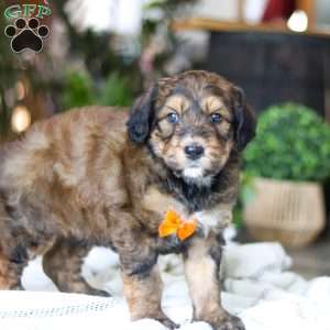 Blarney, Bernedoodle Puppy