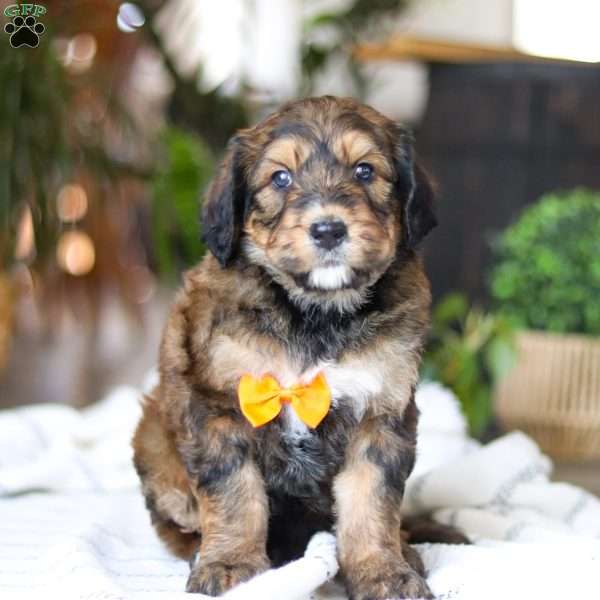 Blarney, Bernedoodle Puppy