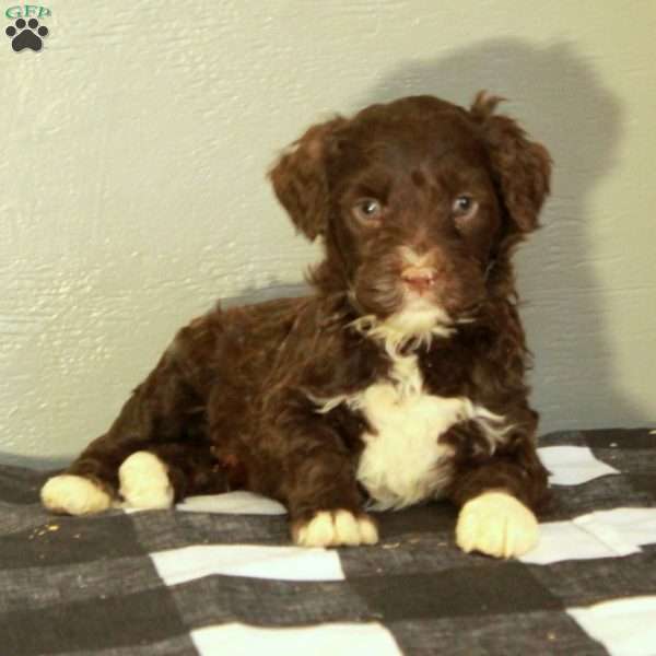 Blaze, Portuguese Water Dog Puppy