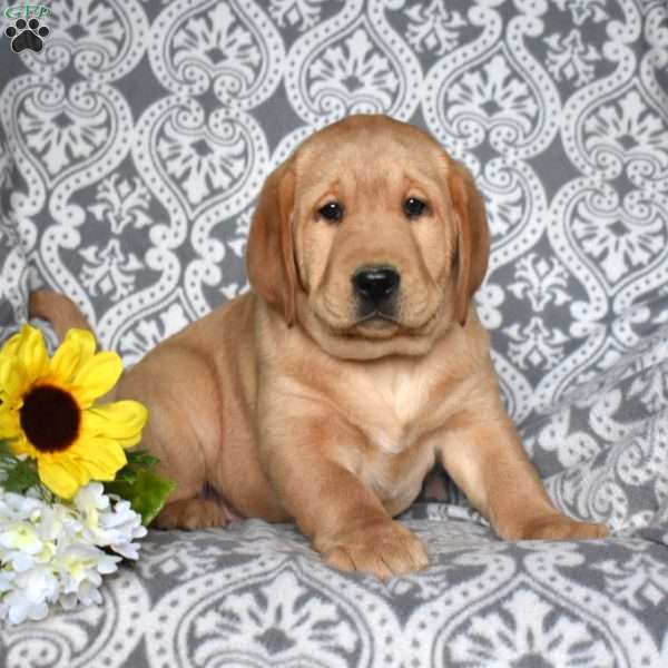 Blaze, Fox Red Labrador Retriever Puppy