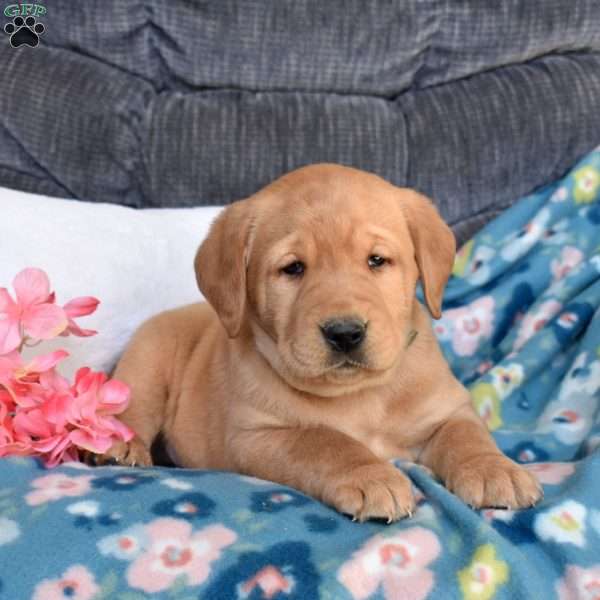 Blaze, Fox Red Labrador Retriever Puppy