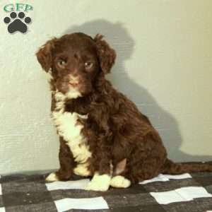 Blaze, Portuguese Water Dog Puppy