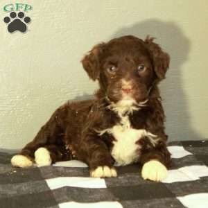 Blaze, Portuguese Water Dog Puppy
