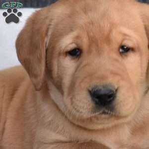 Blaze, Fox Red Labrador Retriever Puppy
