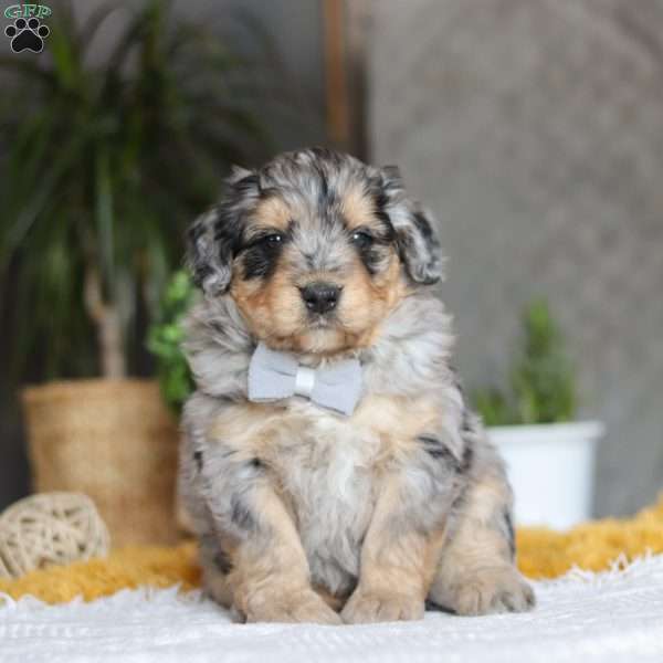 Blaze, Australian Shepherd Mix Puppy