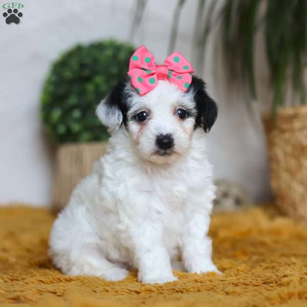 Bliss, Yorkie Poo Puppy