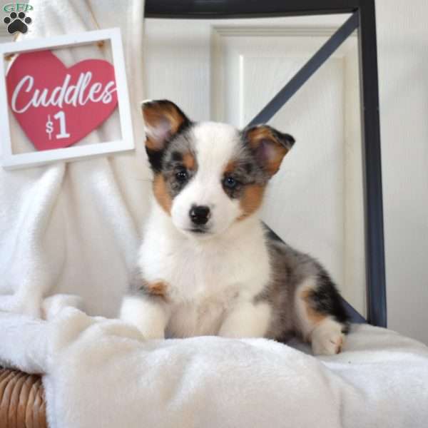 Blizzard, Pembroke Welsh Corgi Puppy