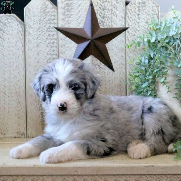 Bloom, Bernedoodle Puppy
