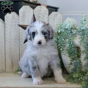 Bloom, Bernedoodle Puppy