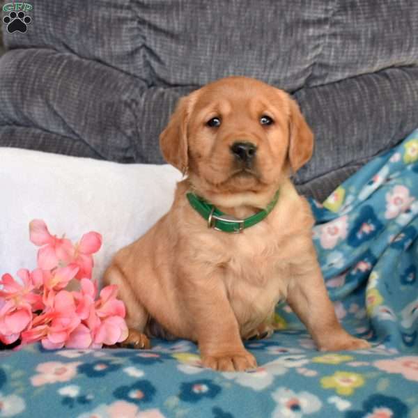 Blossom, Fox Red Labrador Retriever Puppy