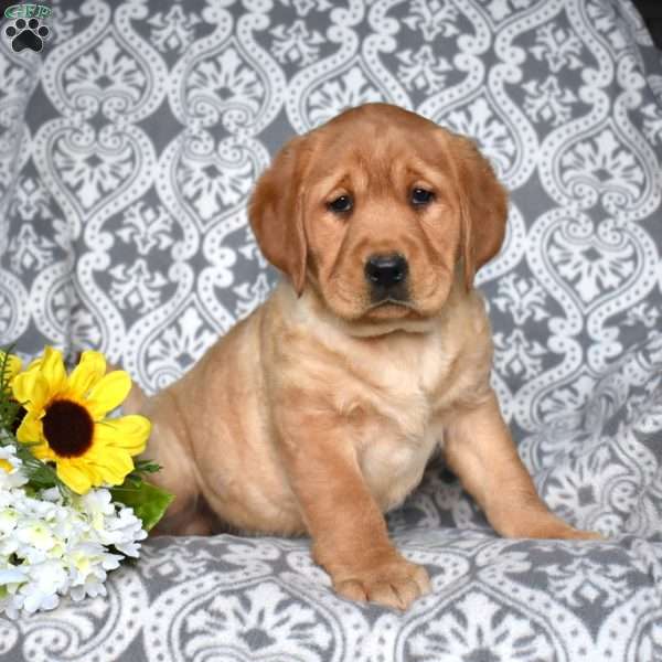 Blossom, Fox Red Labrador Retriever Puppy