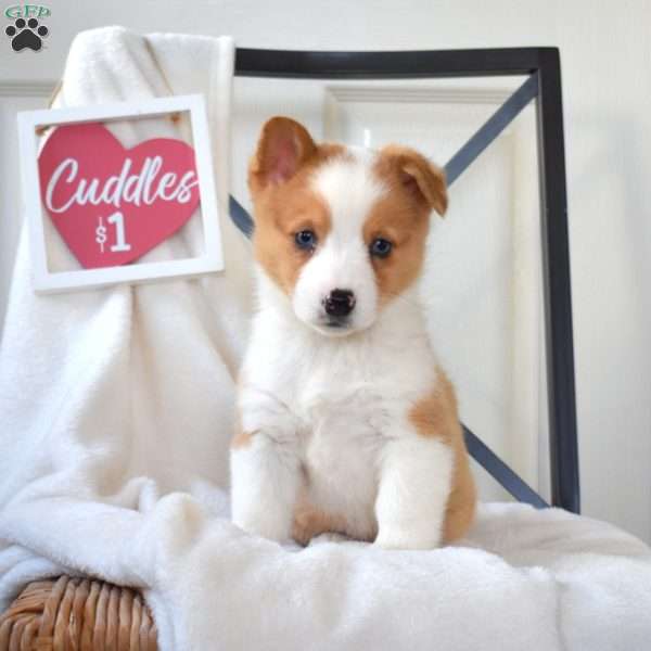 Blossom, Pembroke Welsh Corgi Puppy