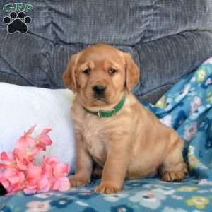 Blossom, Fox Red Labrador Retriever Puppy