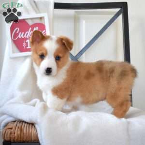 Blossom, Pembroke Welsh Corgi Puppy