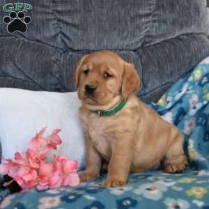 Blossom, Fox Red Labrador Retriever Puppy