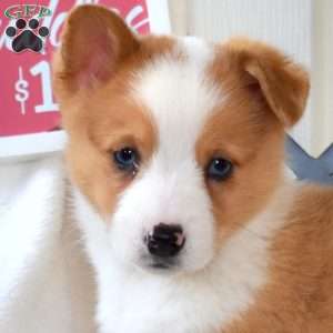 Blossom, Pembroke Welsh Corgi Puppy