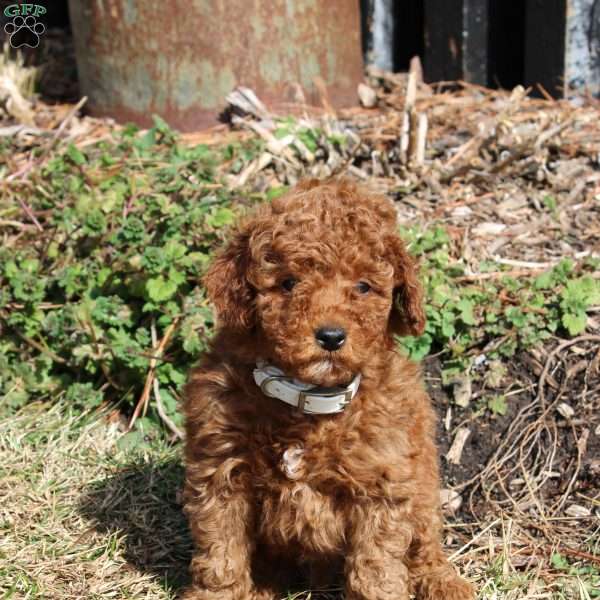 Blue, Miniature Poodle Puppy