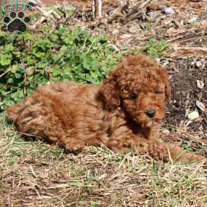 Blue, Miniature Poodle Puppy